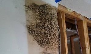 Mold Infestation In Drywall After Leak